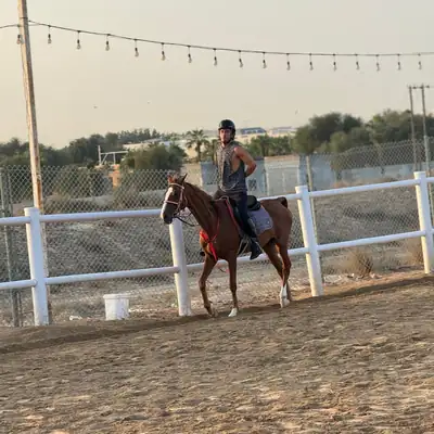 Horse Riding Dubai — Group Lessons & Desert Rides 1 Horse riding lessons Dubai — arena session